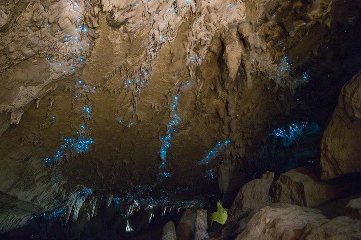Glow Worms